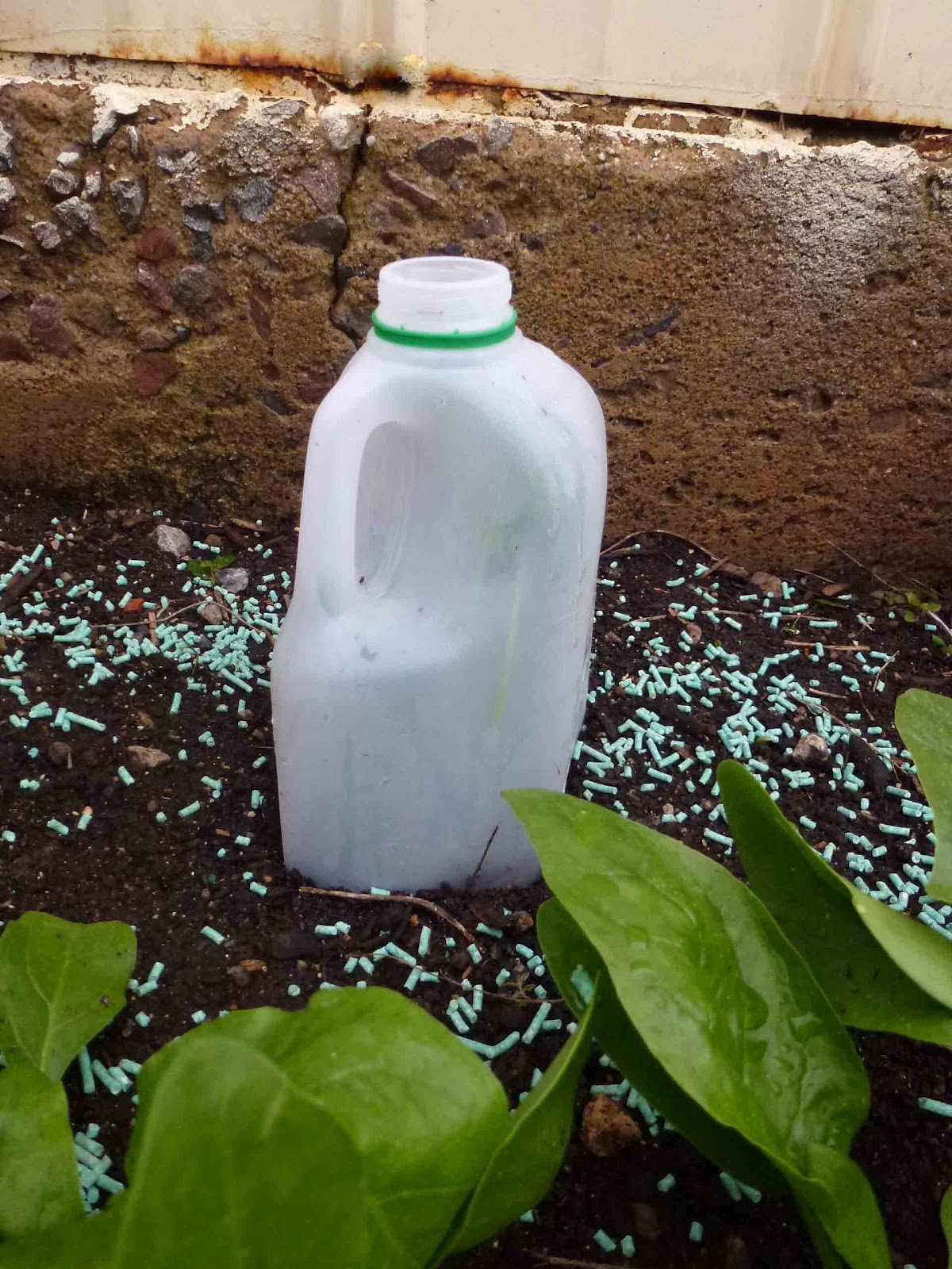 Start To Grow Milk Container Gardening