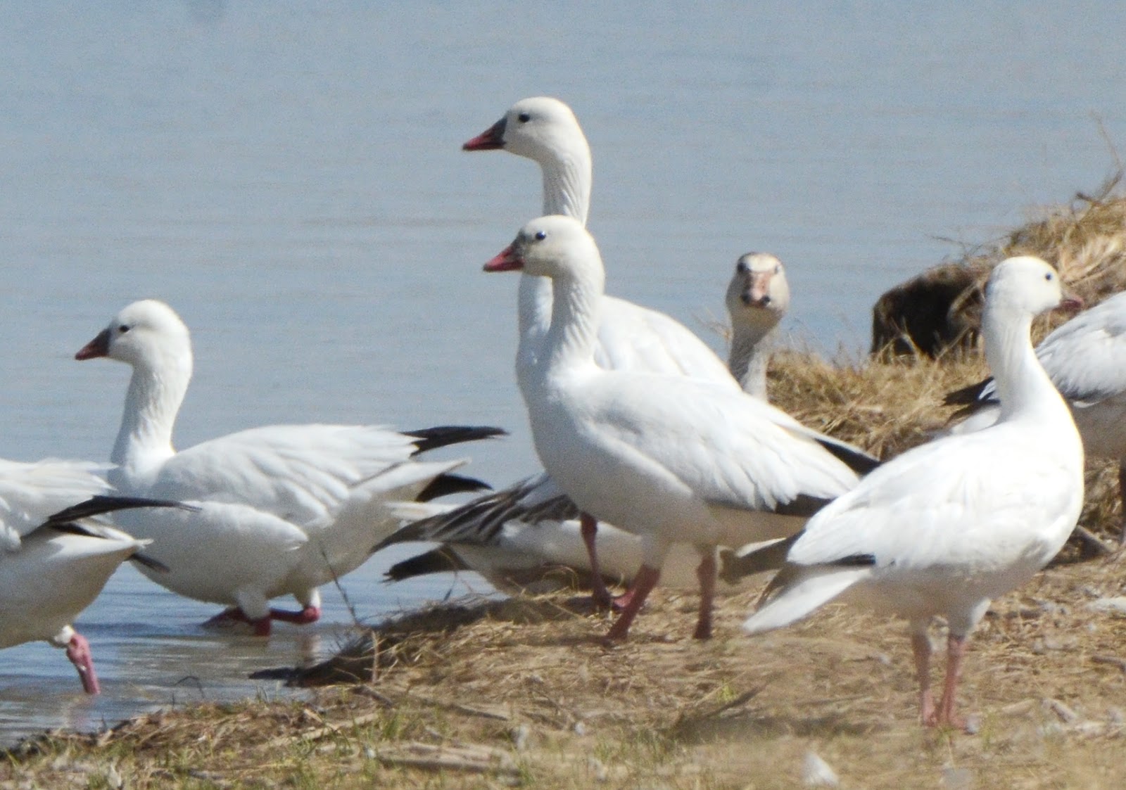 Bird Hybrids Snow Goose x Ross's Goose