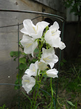 White flower