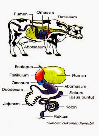 Rifahsnh Tugas 2 Perbedaan Pencernaan Manusia Dan Hewan Ruminansia