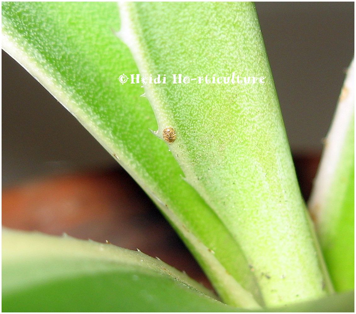 Heidi Horticulture Common Houseplant Pests Part 3 Scale