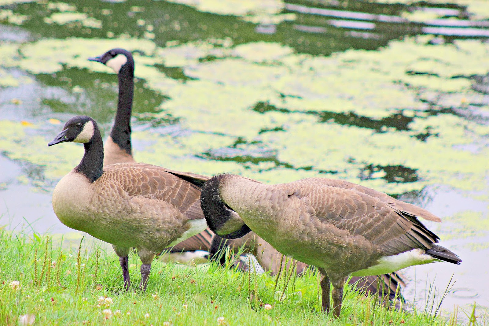 Christian Images In My Treasure Box More Canadian Geese