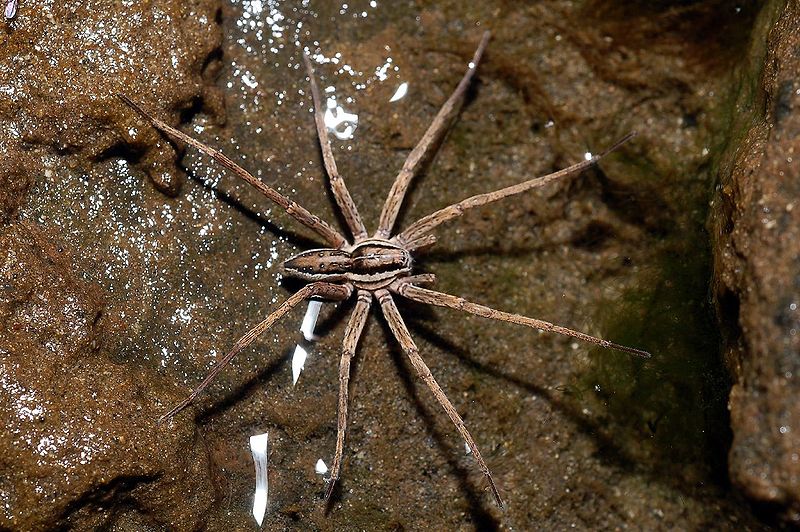 florida s fabulous spiders ebook 365 jobs hairy brown spiders florida s fabulous spiders ebook 365 jobs hairy brown spiders