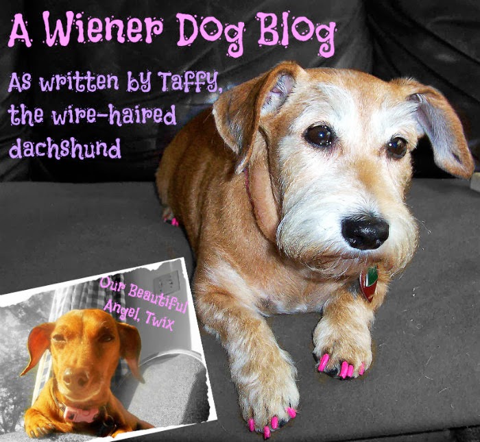 A Wiener Dog Blog