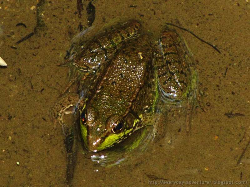 The Everyday Adventurer I Found Frogs!