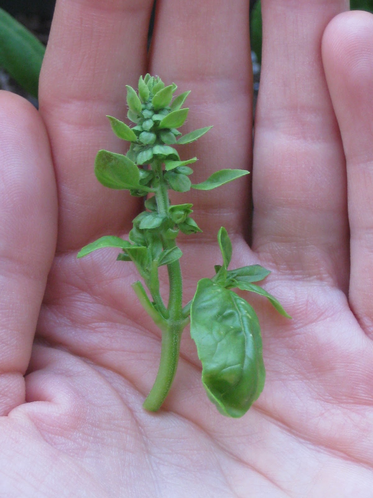 A Little Closer to Nature When Basil Bolts
