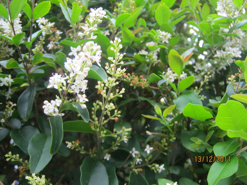 My Walk With Food And Beautiful Plants And Flowers Privet And The