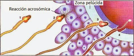 ¿Es peor dejar un recién nacido abandonado para que muera, que abortar? - Página 21 Entrada%2Bdel%2Besperma%2Bal%2Bovulo