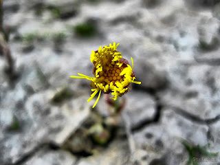 Мать-и-мачеха