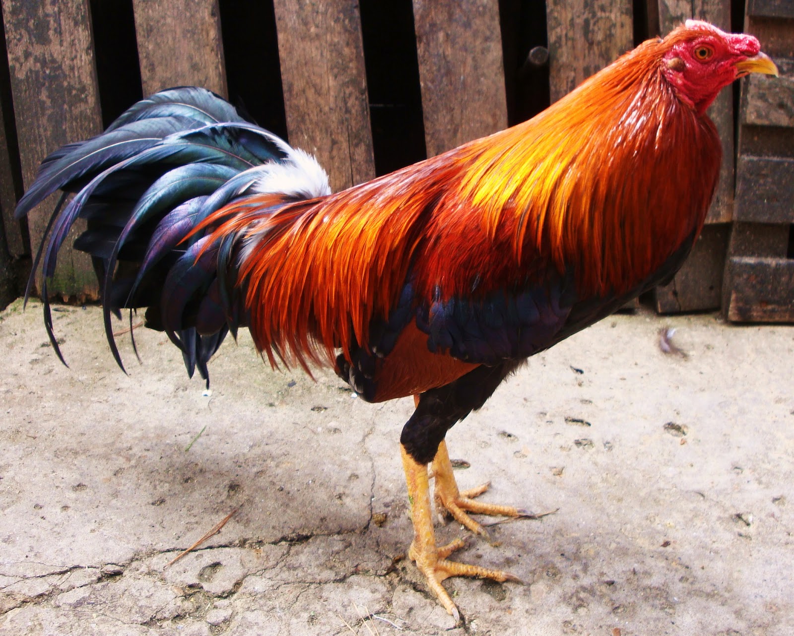 Gallos de pelea Imagui