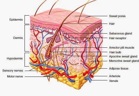 Powdered Reign: Make-up Lesson Two - Skin Anatomy