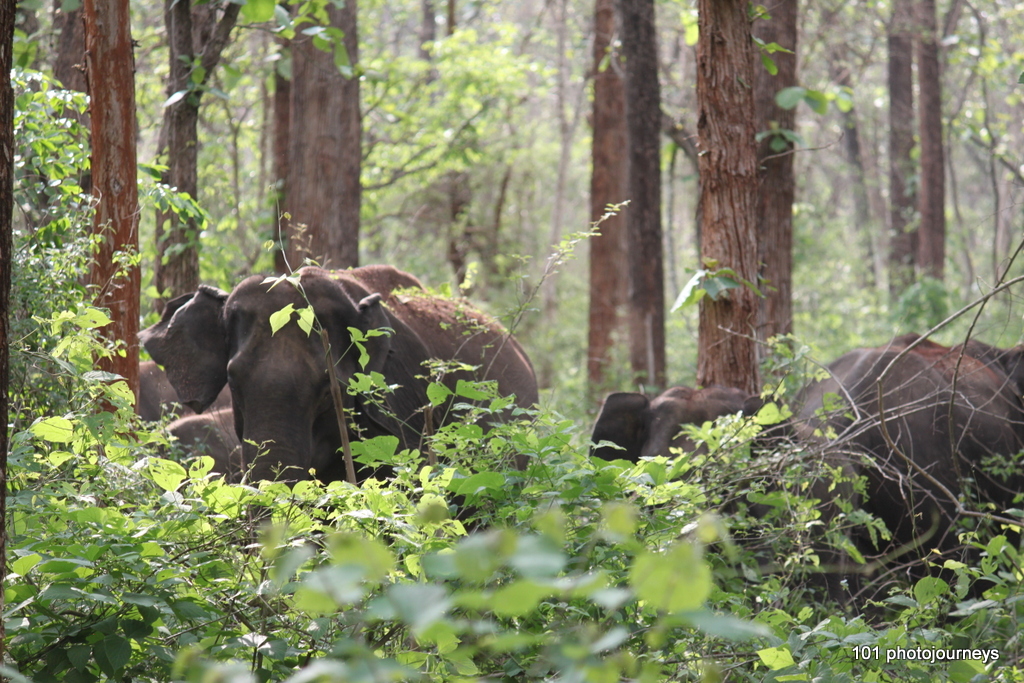 101tripz "Simply the best Holidays" Dandeli Wildlife Sanctuary, Karnataka