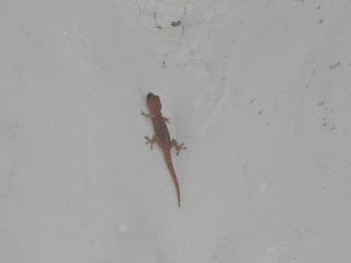 Lézard au Sri Lanka