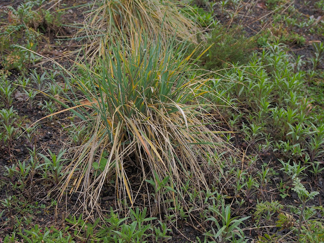 Redbrickbuilding A Mixed Hedge