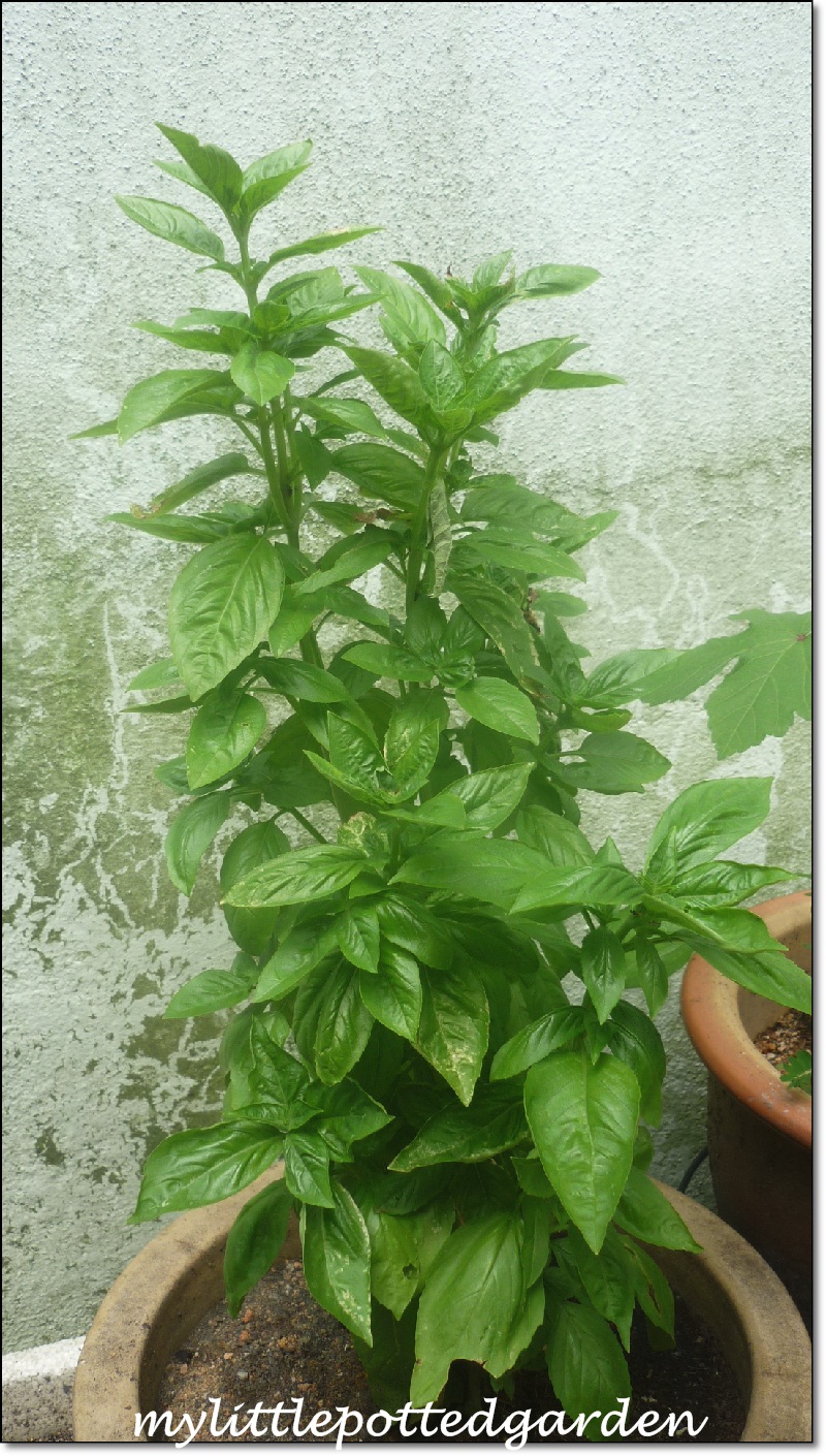 Kaffir Plant