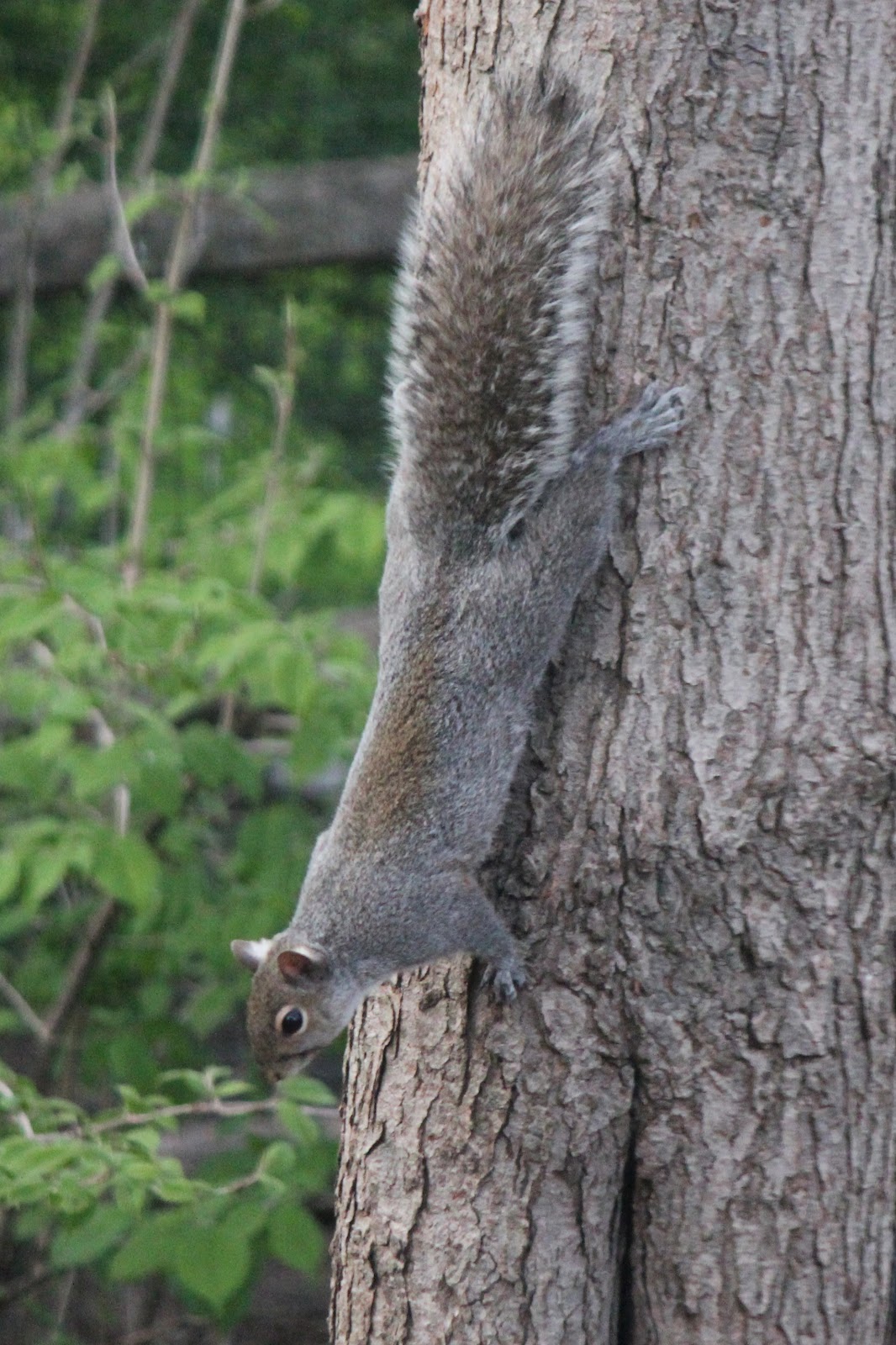 A squirrel on a tree