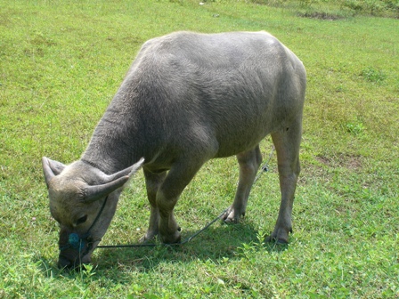 Foto Kerbau