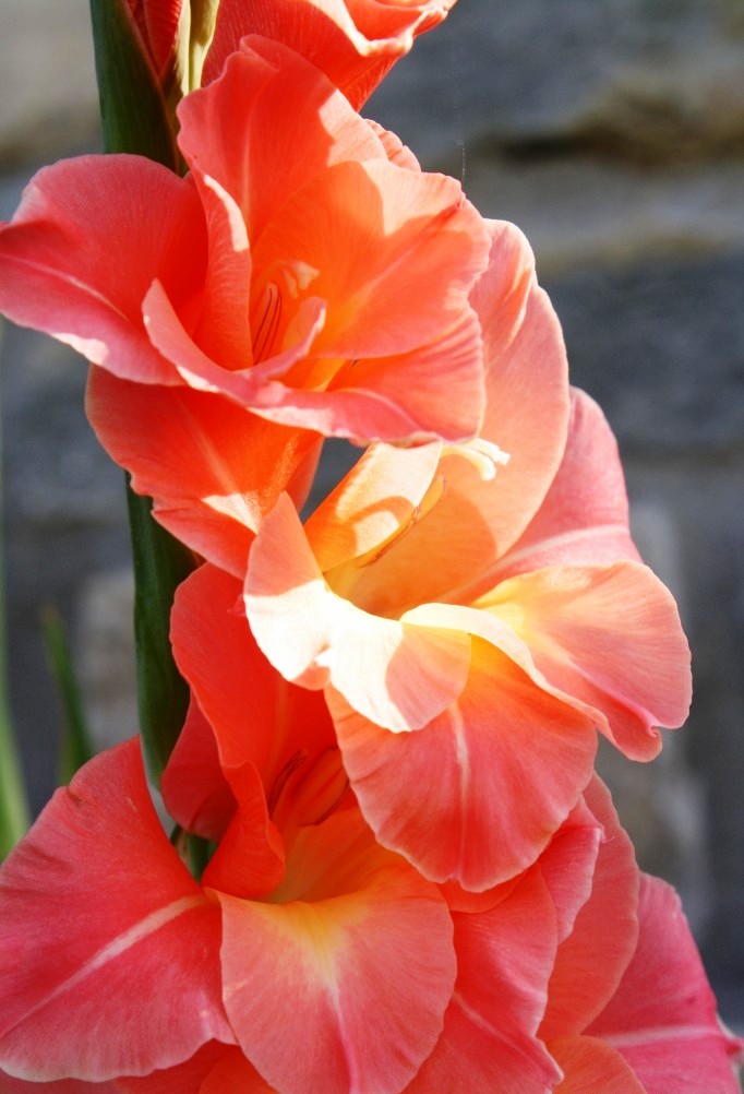 Seeds For Sale Online GLADIOLUS bulbs for sale