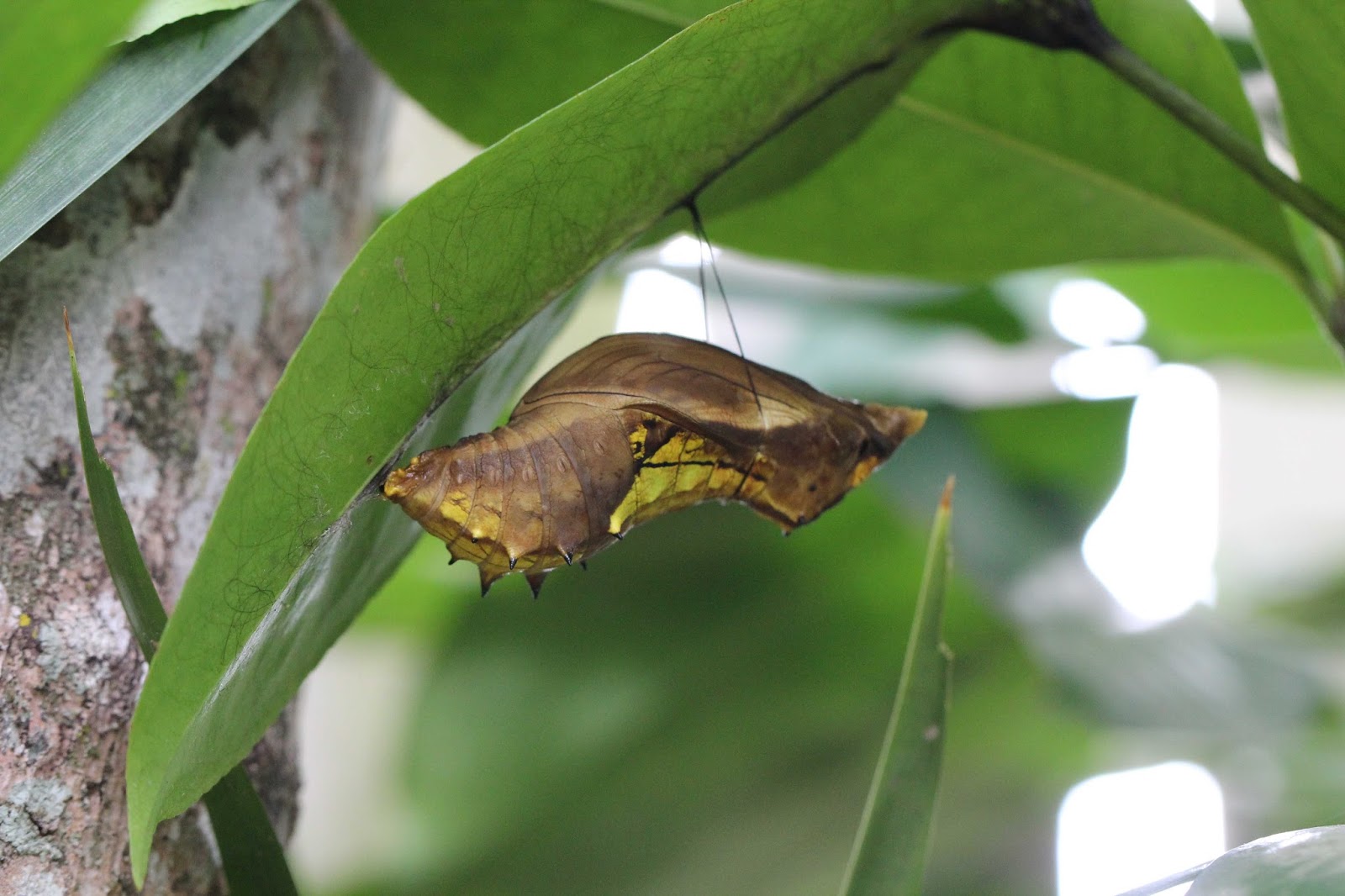 PaxAddax Homegrown Cairns Birdwing Butterflies