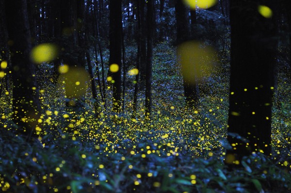 Lucioles+photo+nuit.jpg