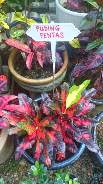 Kembara Minda 7 Macam Macam Pokok Puding