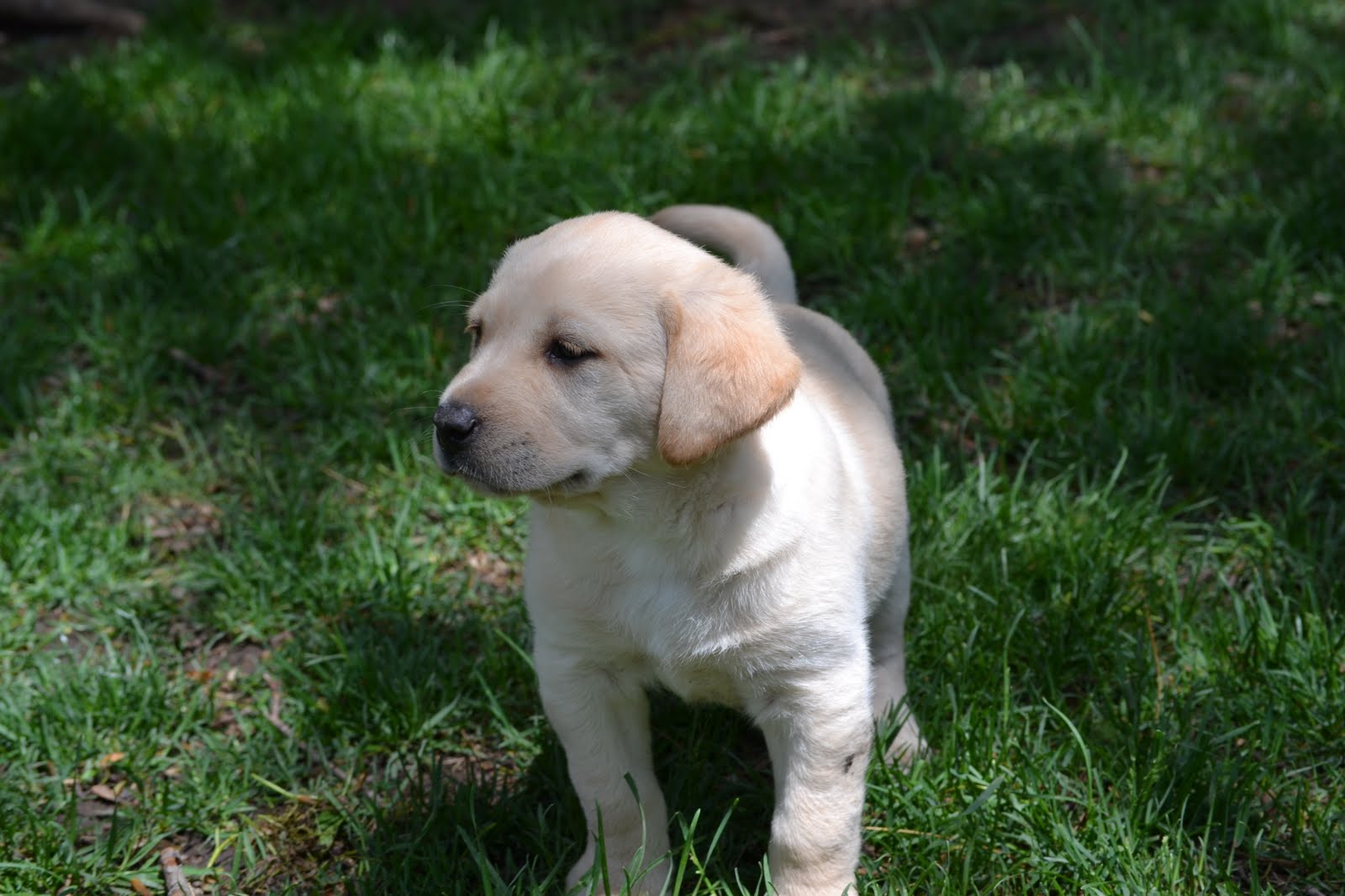 Rock Solid Pointing Labs The Two Males