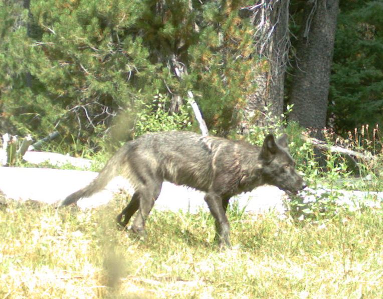 Wild Wolves Photographed In Northern California