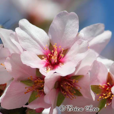 fruit tree flowers