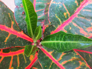 Croton flaunting new flush of growth