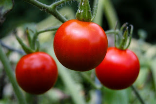 Buah Tomat Untuk Kesehatan