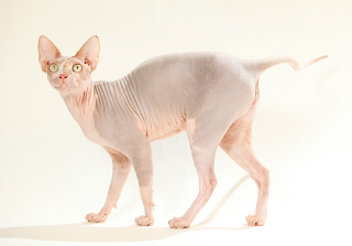 chat+sphynx.png