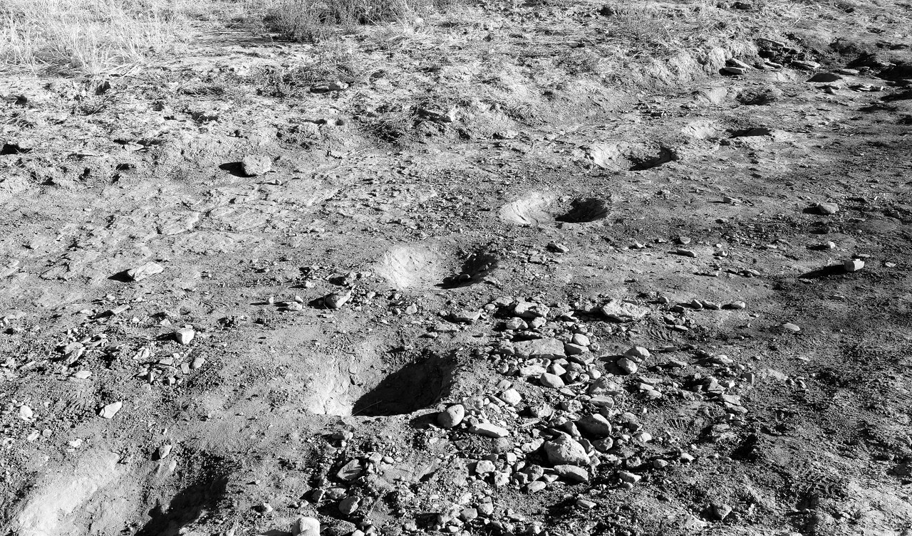 Dinosaur Tracks New Mexico/Oklahoma