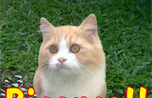 37+ Gambar Kucing Lucu Lagi Sedih Simple Dan Minimalis