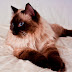 Ragdoll Siamese Cat