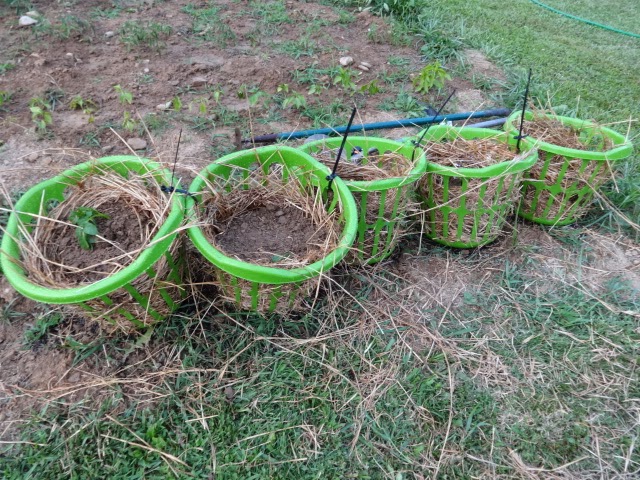 NECK OF THE WOODS CREATIVE: The Great Potato Experiment