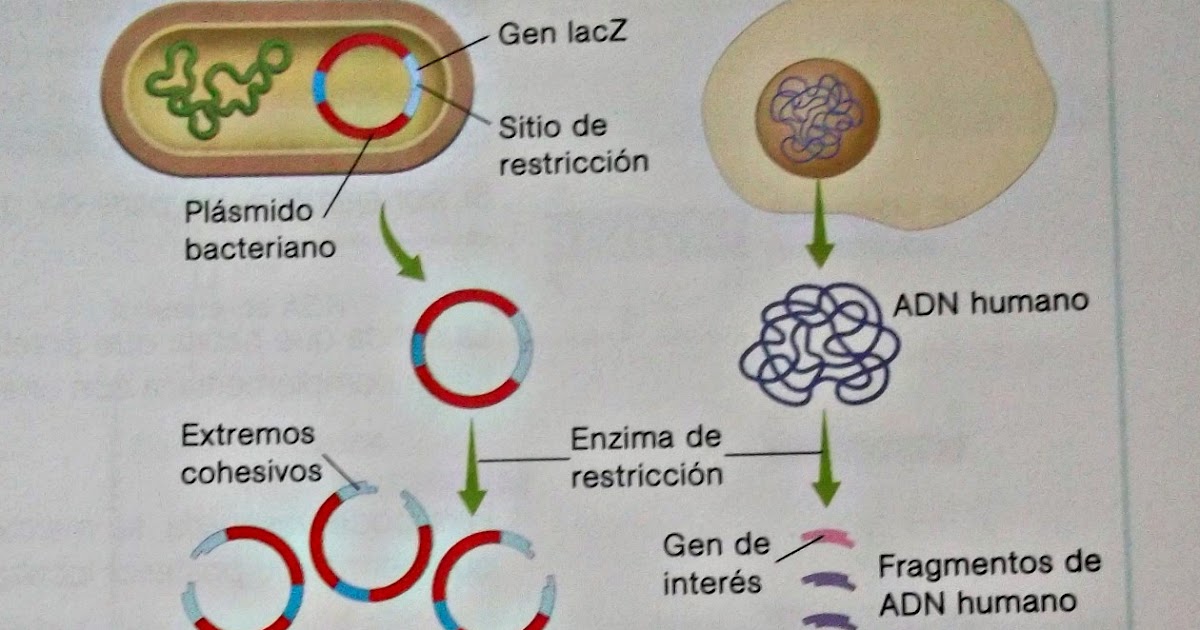ADN y la ingeniería genética CLONACIÓN DEL ADN