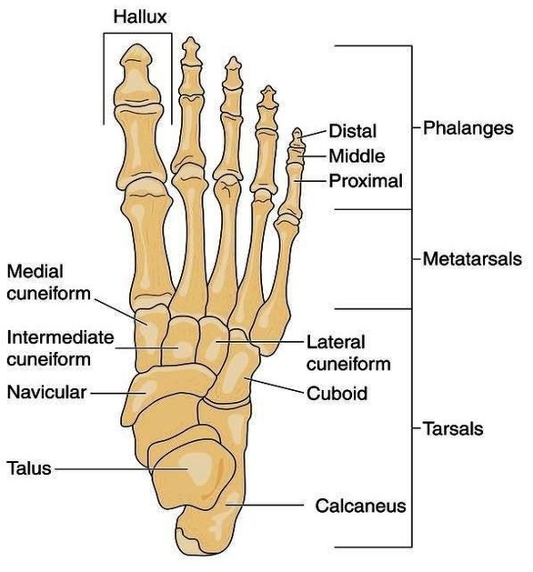 Human Leg Bone Structure