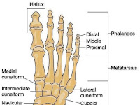 Foot Bone Diagram Foot Bone Diagram