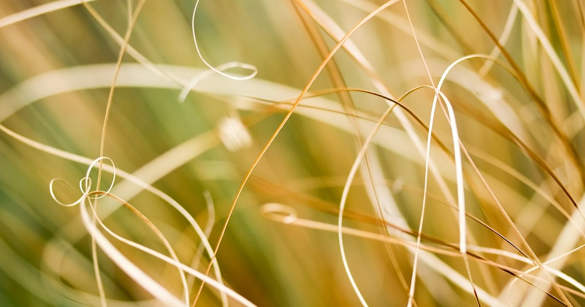 Dry Grass Wallpaper High Quality Images