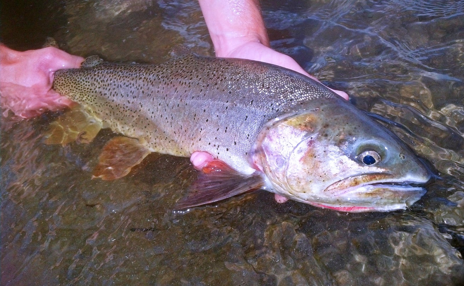 Central Pa Trout Bum