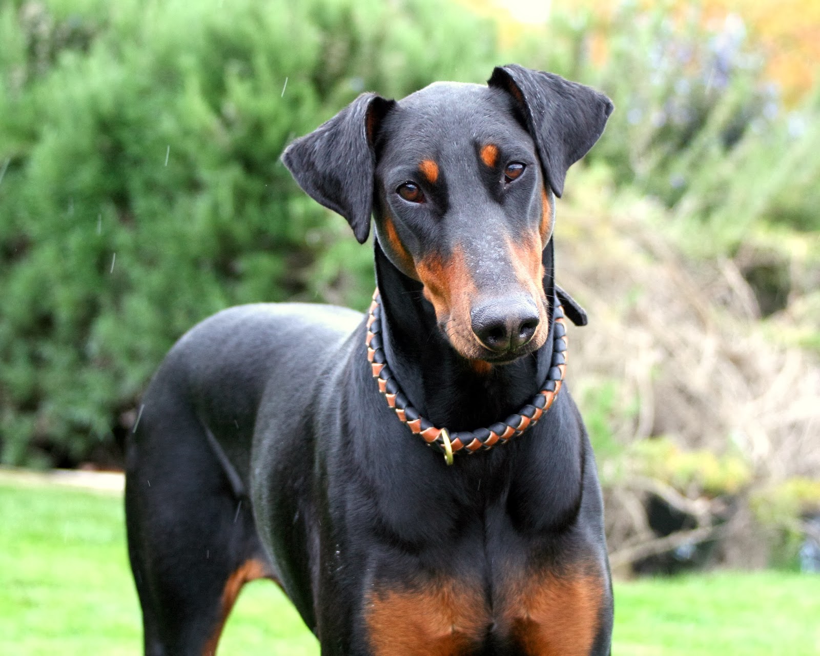 Animal ♥ Pomeriany i dobermany
