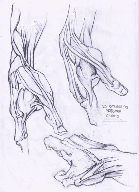 Anatomy+-+0032.jpg