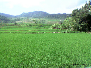 Kampung Halaman