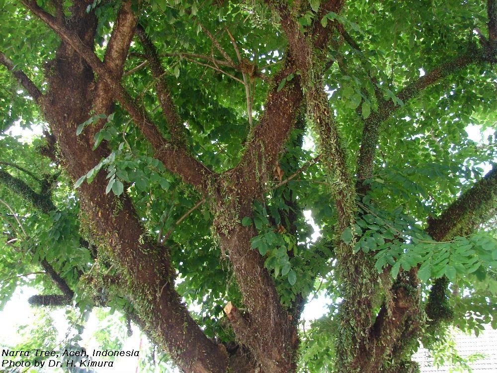 Election Laws and Jurisprudence Compendium COMELEC taste for solid