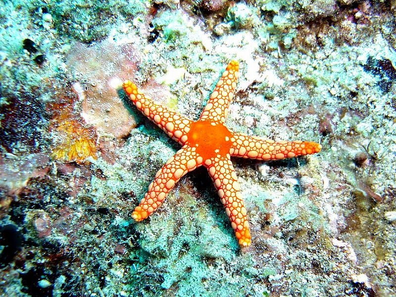 Sea Stars- Starfish