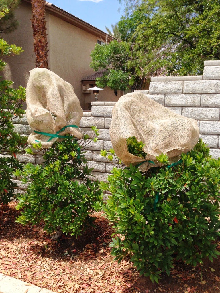 Xtremehorticulture of the Desert Japanese Blueberry Top Dieback Part II