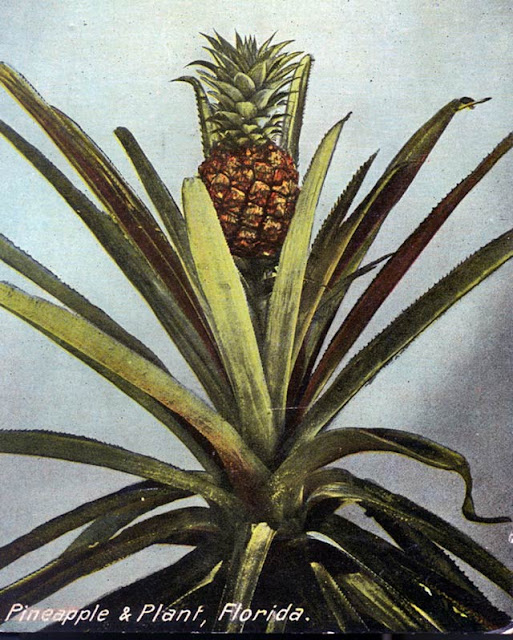 Shellbelle's Tiki Hut Pineapples in Florida History? What?