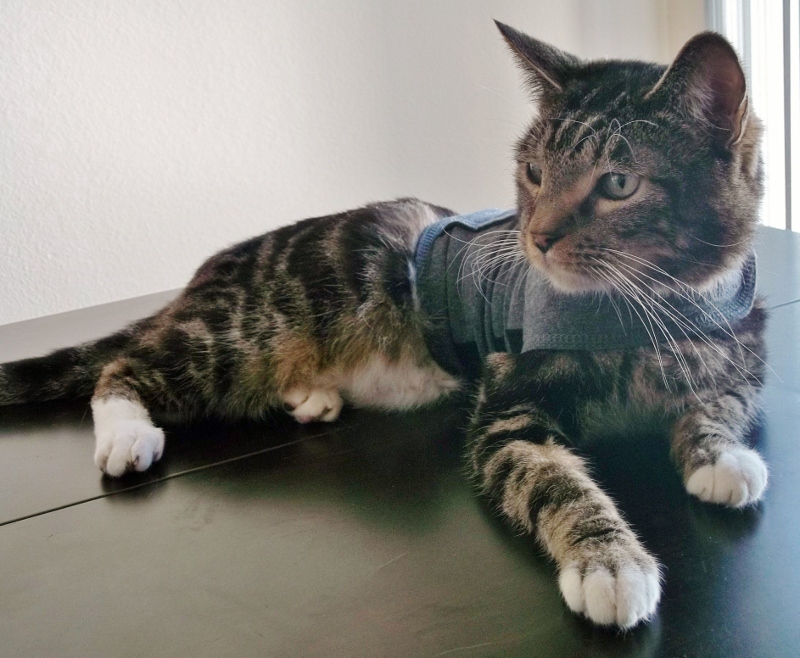 Time Out For Truffles Thundershirt Anxiety Treatment for Pets