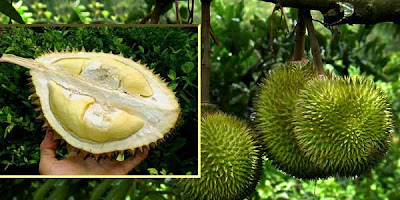Thailand Kembangkan Durian Tak Berbau [ www.BlogApaAja.com ]