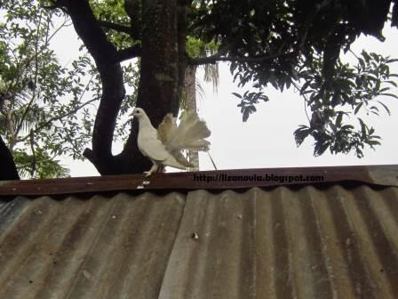 foto merpati di atap kandang, mau terbang atau gaya ? =)